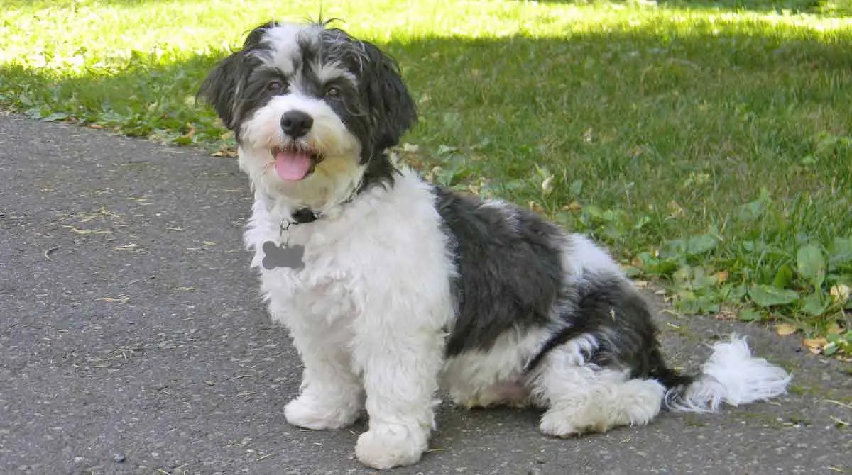 black and white havanese