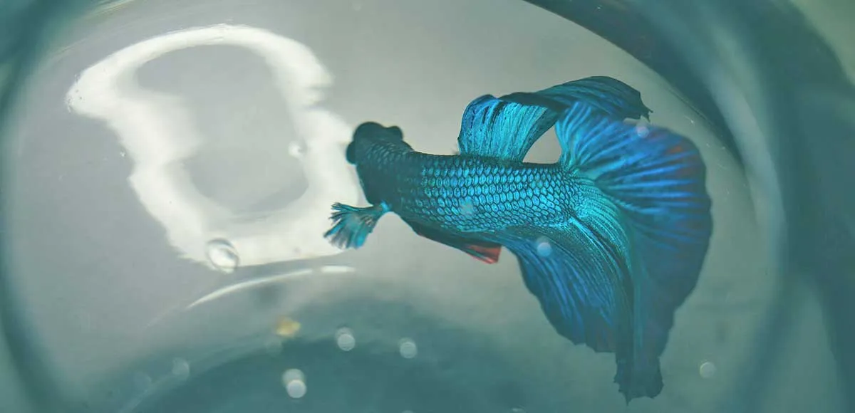black blue fish in fish tank