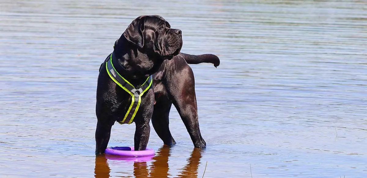 black cane corso exercising water frisbee