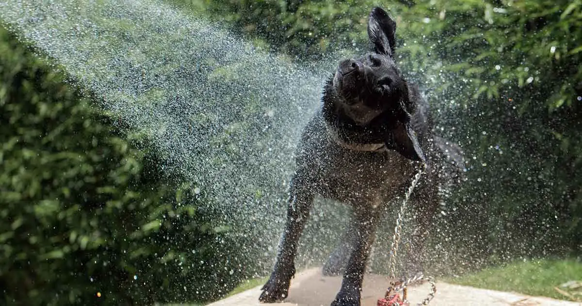 black dog shaking during bath time