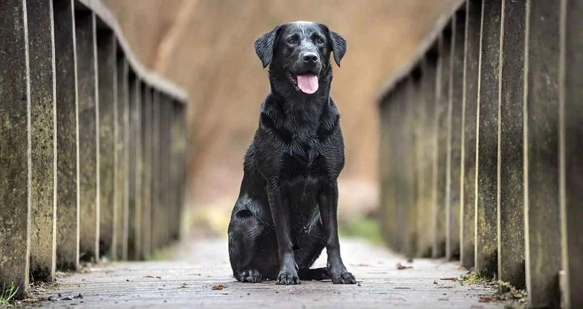 black labrador bridge