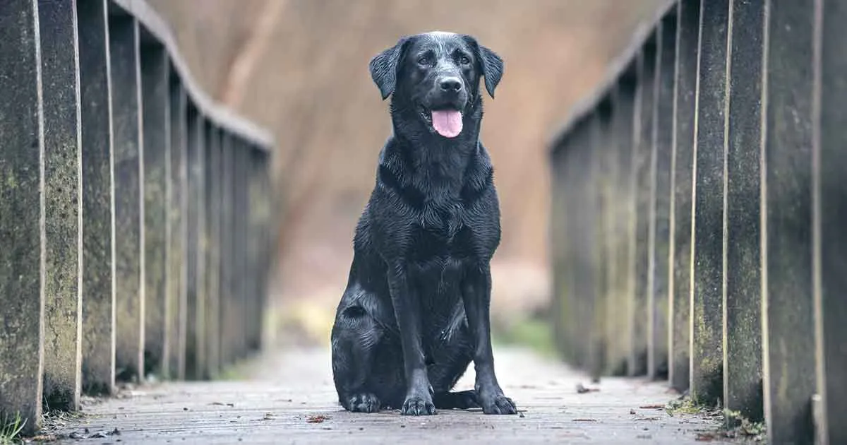 black labrador retriever dog on bridge
