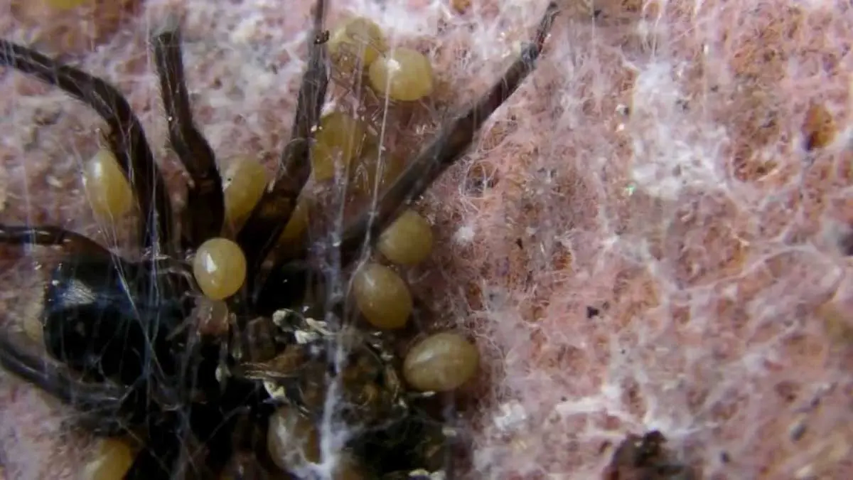 black lace weaver spider eating mother