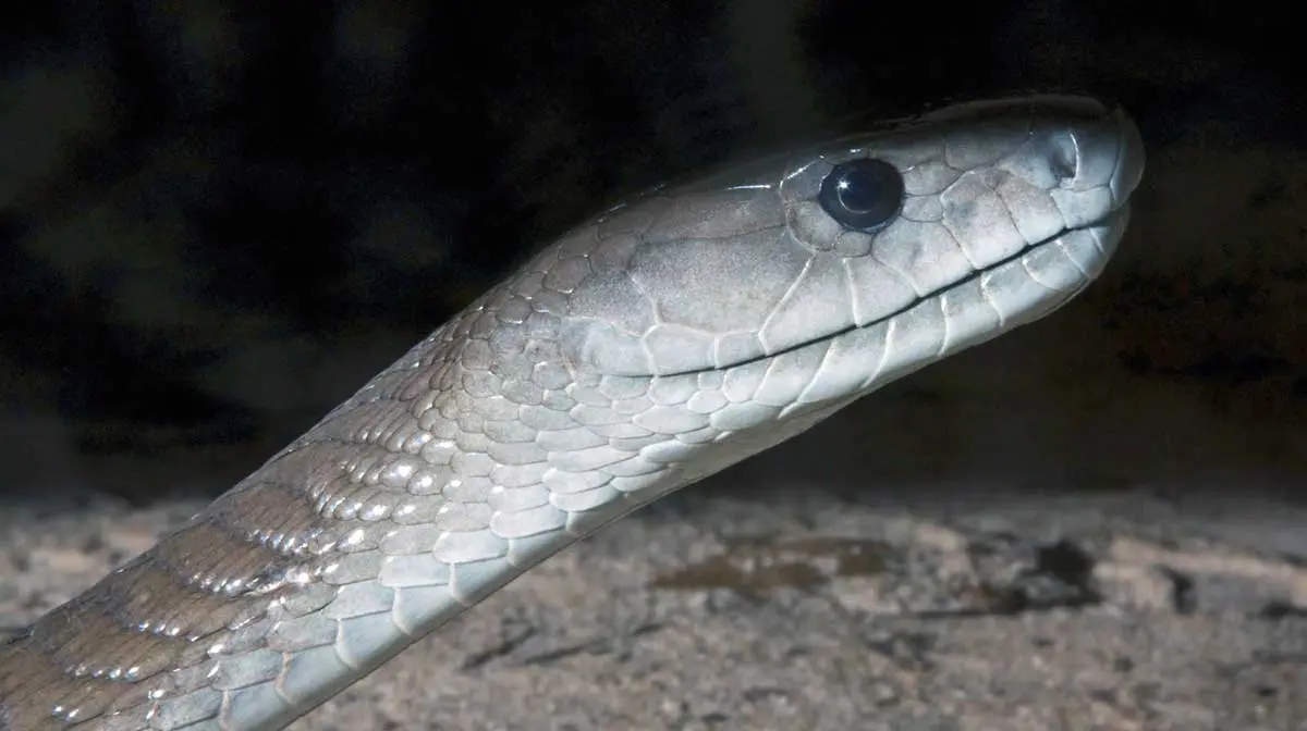 black mamba snake