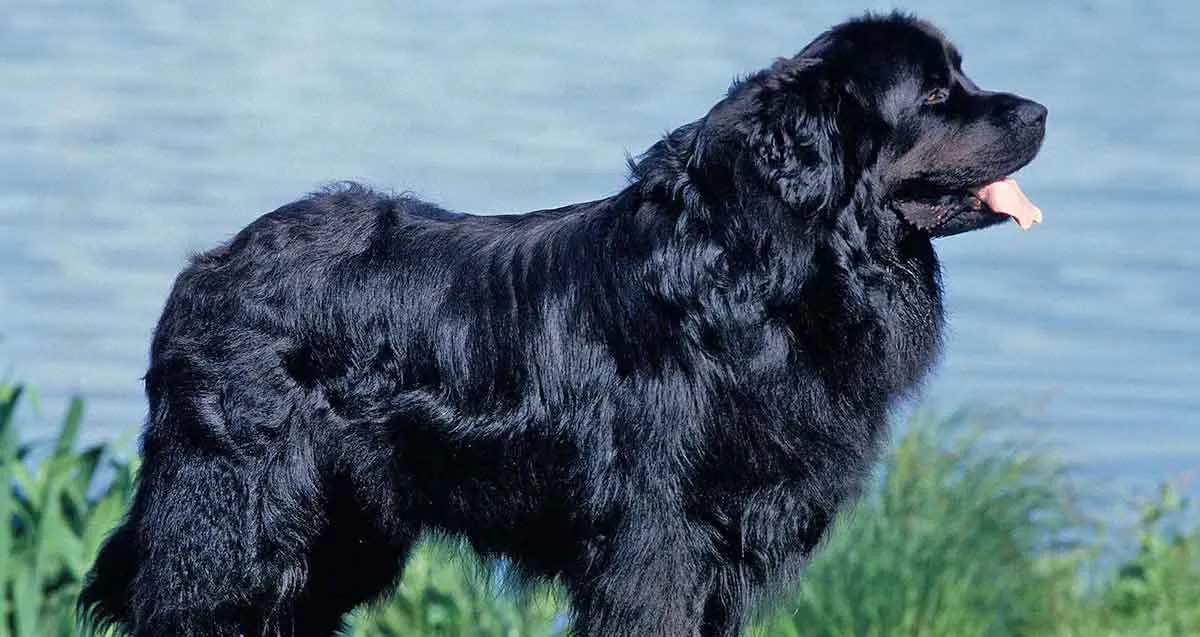 black newfoundland dog standing near lake