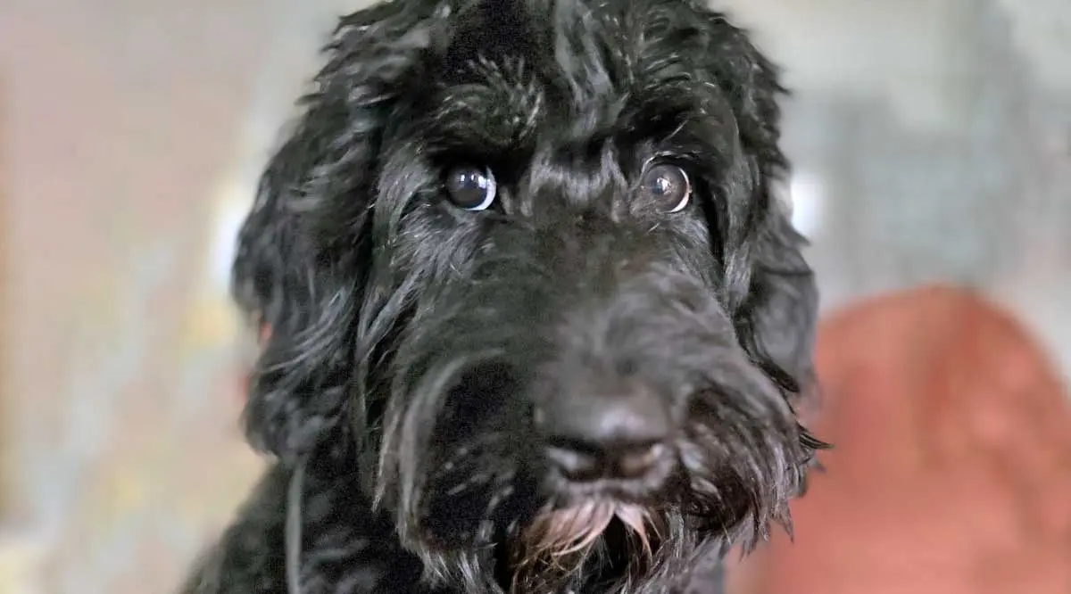 black poodle mix