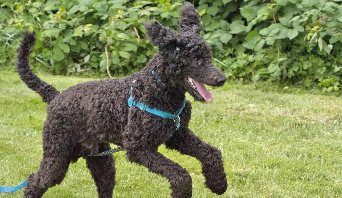 black poodle playing