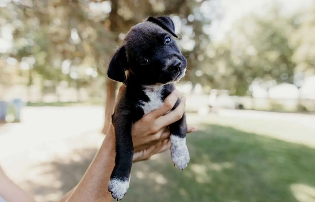 black puppy held