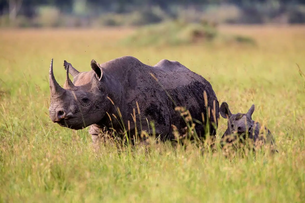 black rhino and cub in Serengeti national park