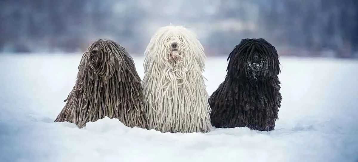 black white and brown color puli dogs in snow