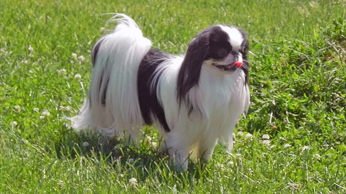 black white japanese chin