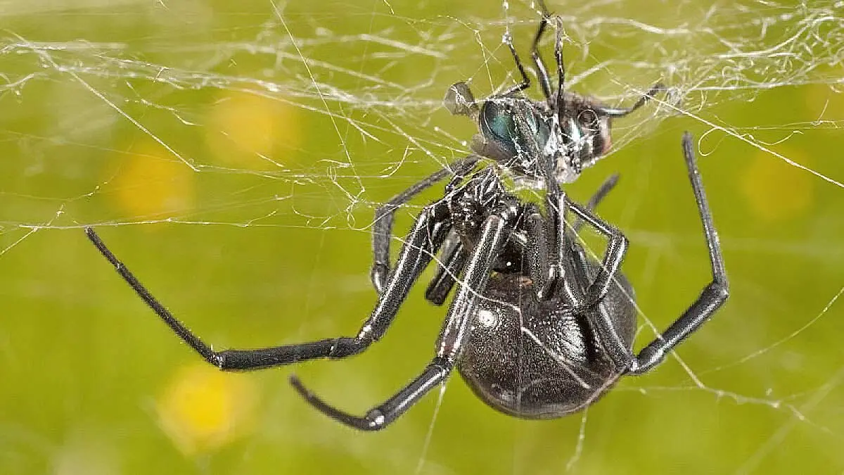 black widow spider venom