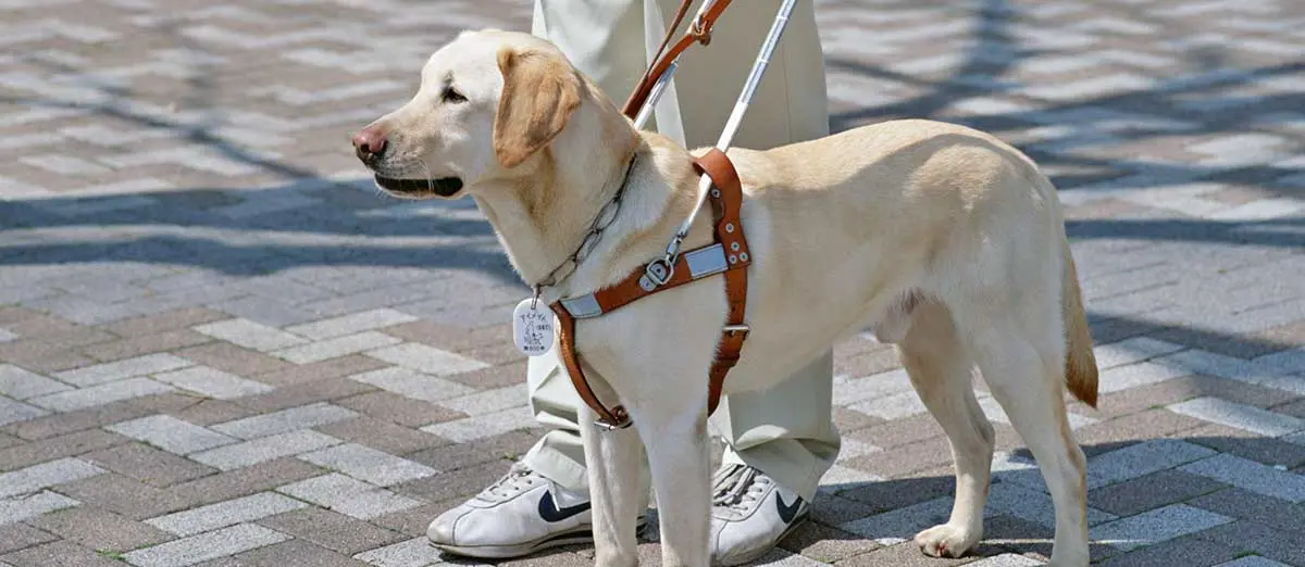 blind dog walking in snow huffingtonpost.com