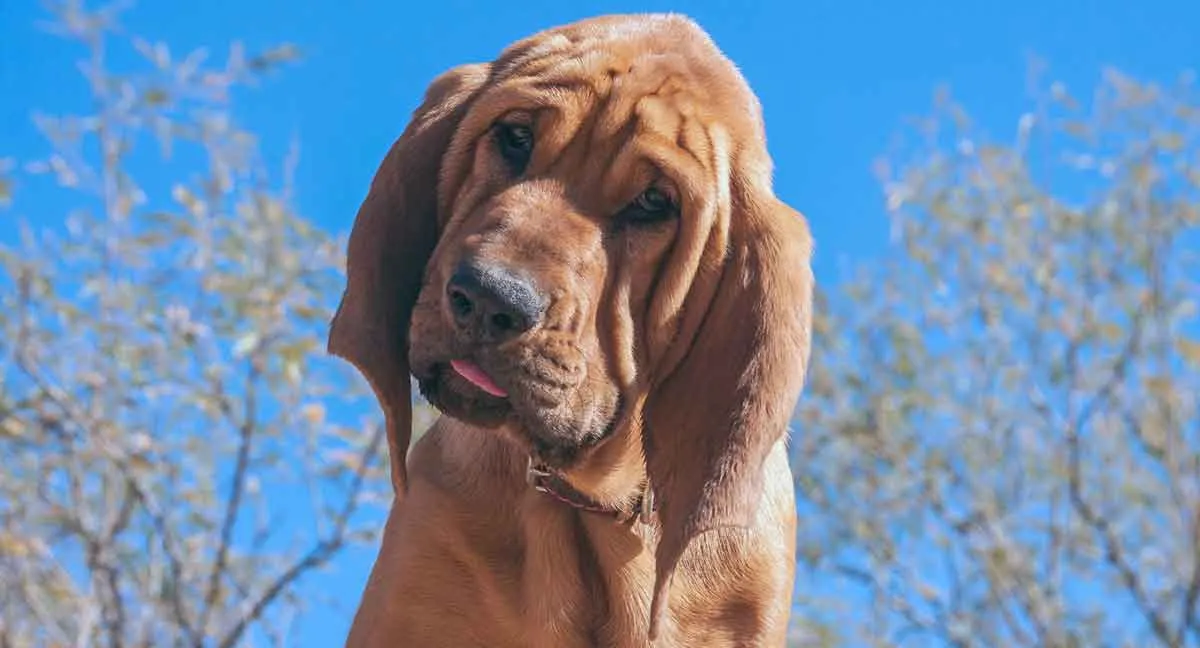 bloodhound dog staring down at camera
