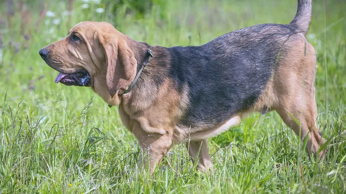 bloodhound dog walking in long grass
