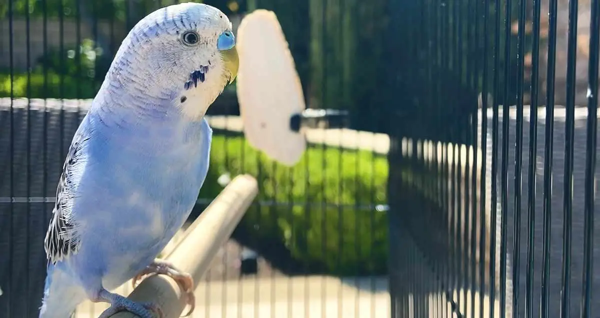 blue budgie