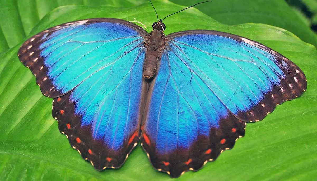 blue butterfly on green leaf