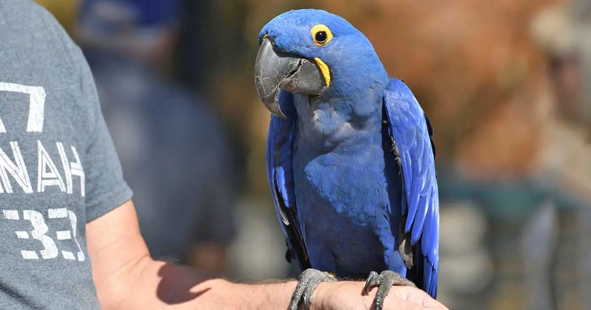 blue parrot sitting on the arm of a man
