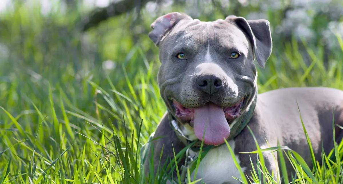 blue pitbull lying on green grass