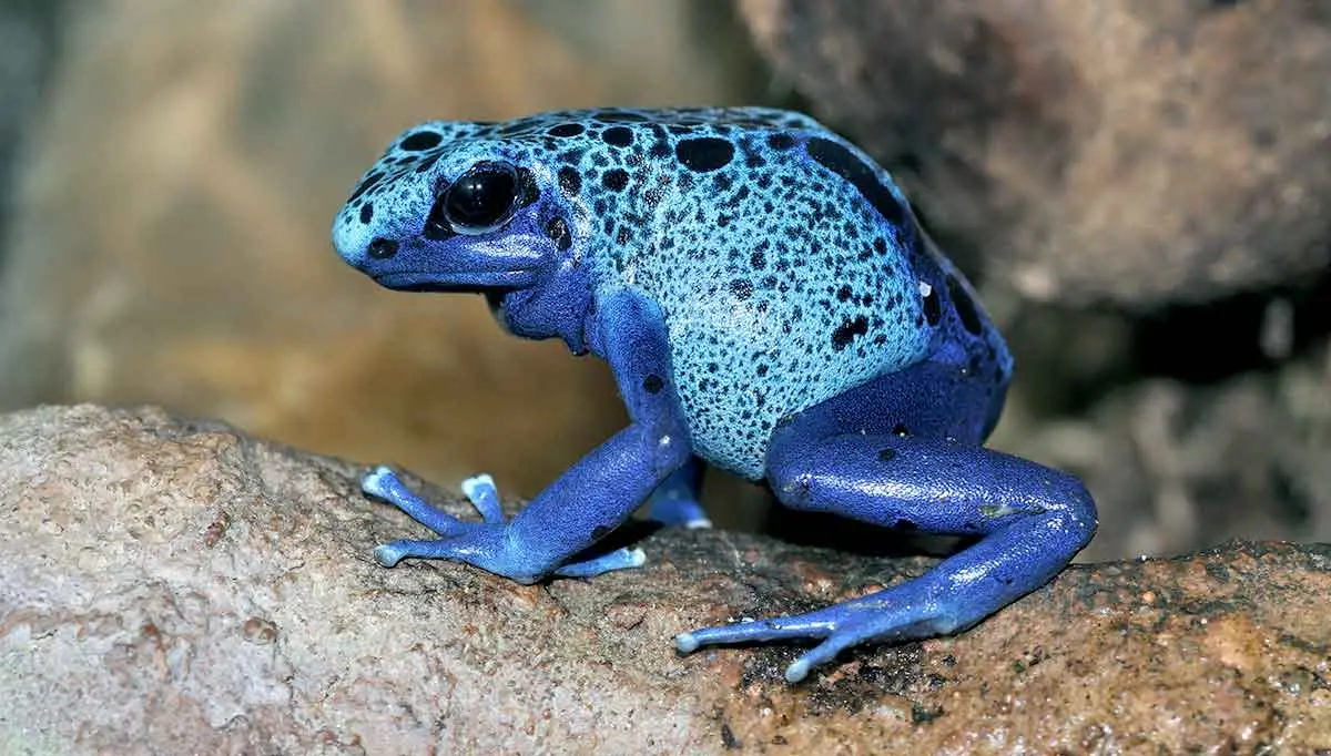 blue poison dart frog