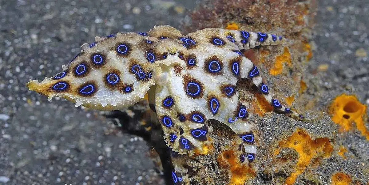 blue ringed octopus