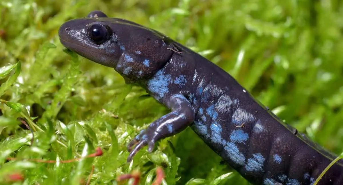 blue spotted salamander close up