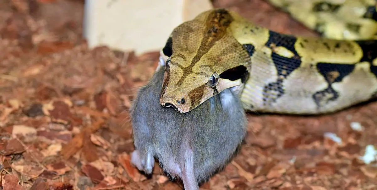 boa snake eating a rat
