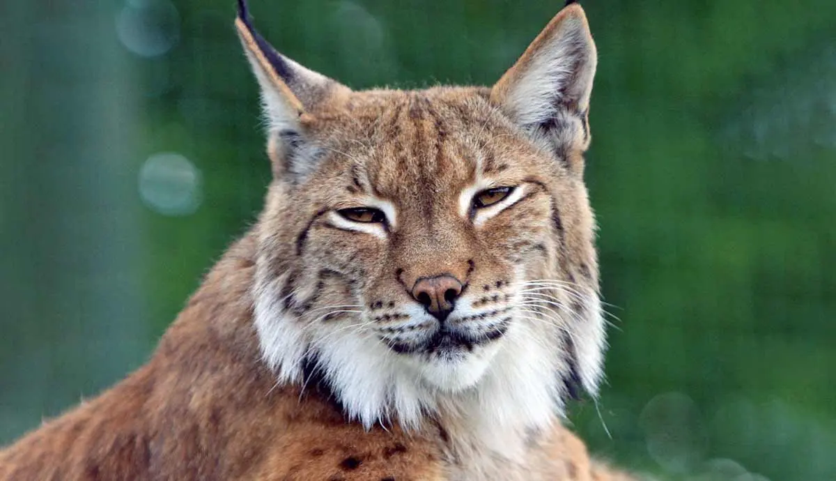 bobcat