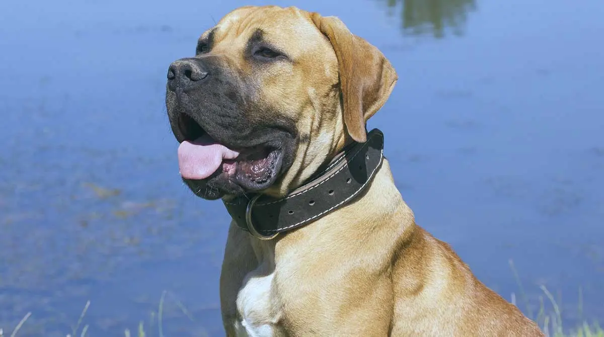 boerboel wearing black collar