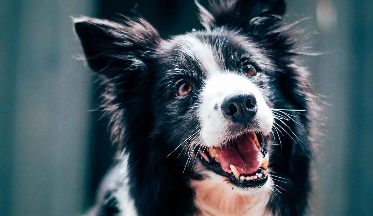 border collie (2)