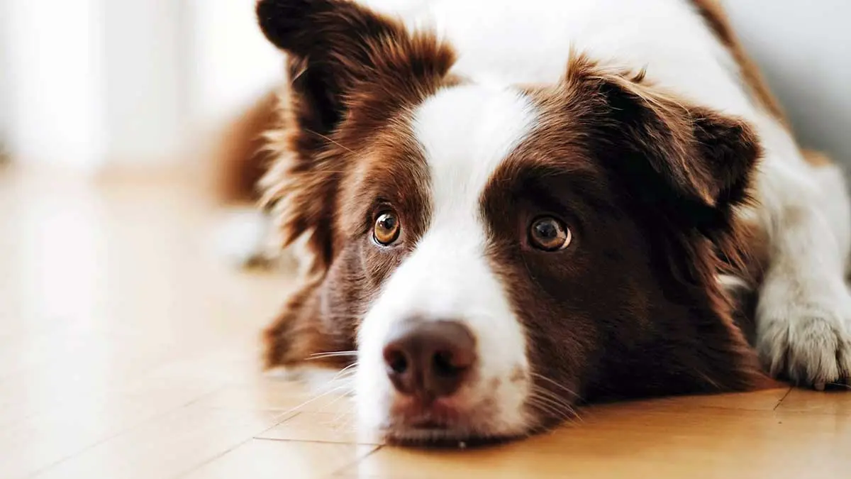 border collie dog laying on floor
