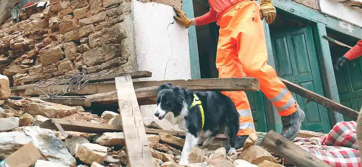 border collie helping man