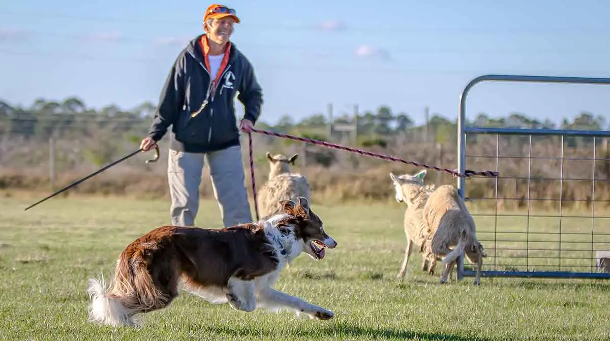 border collie herding