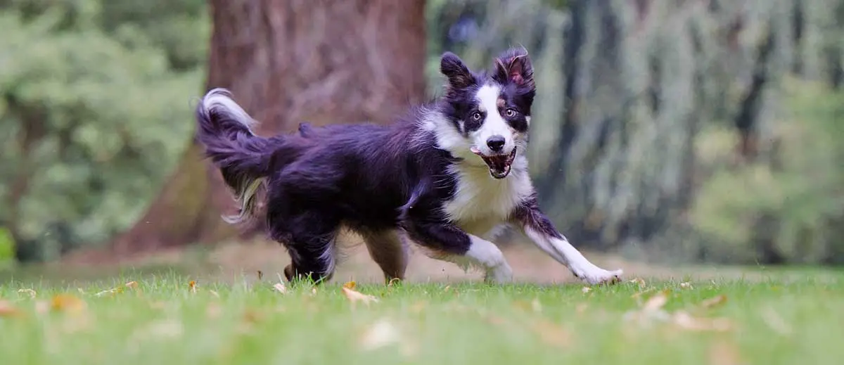 border collie running on grass