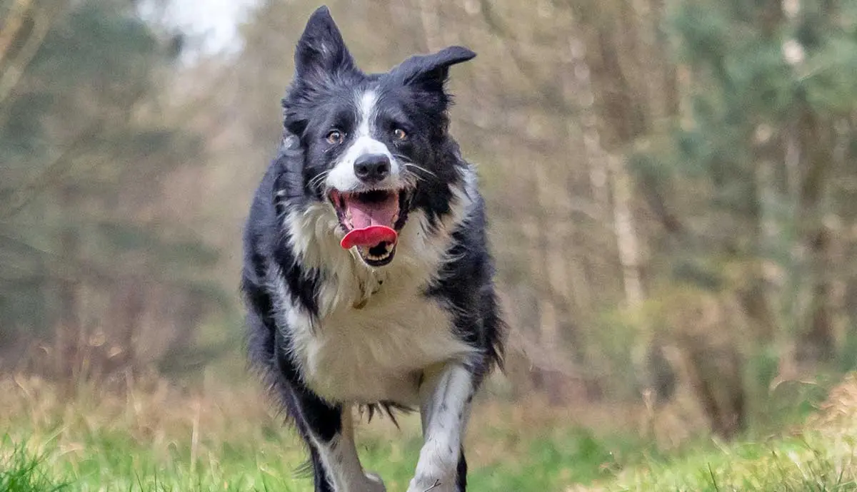 border collie running