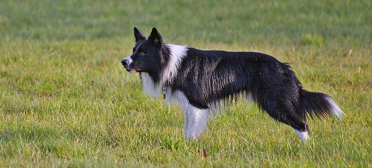 border collie