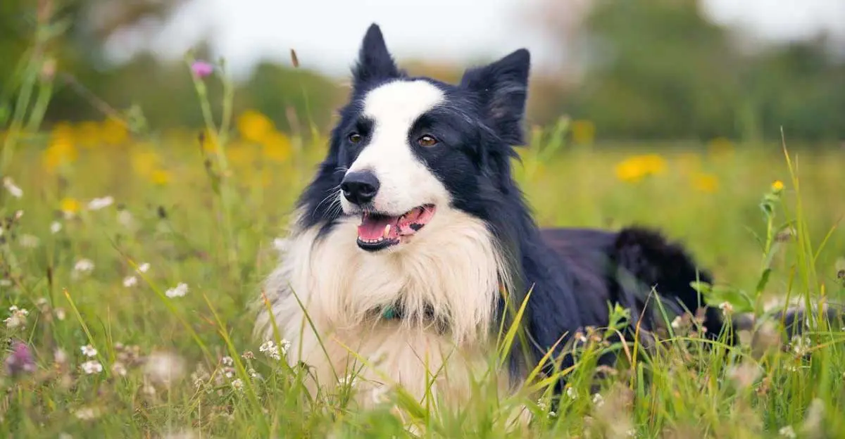 border collie