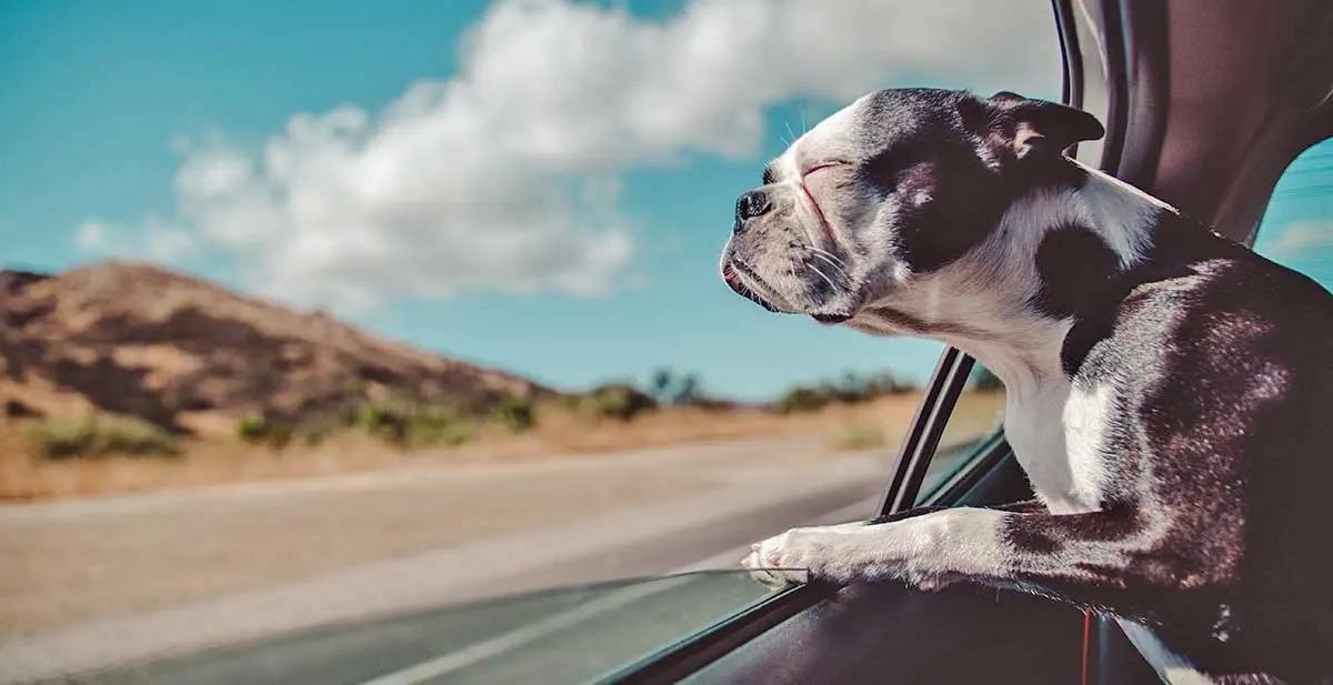 boston terrier car