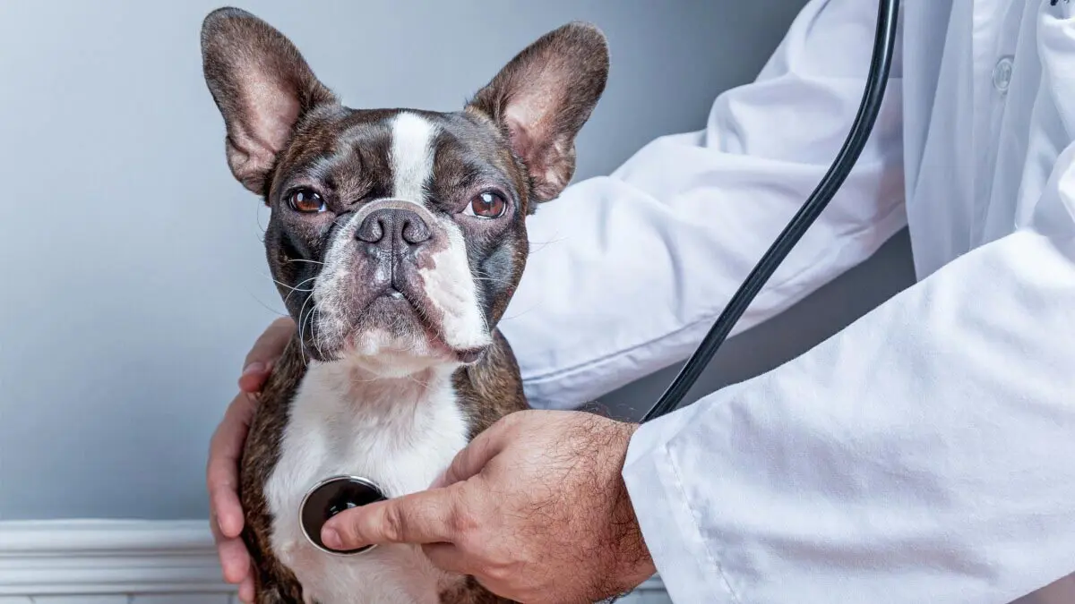 boston terrier vet