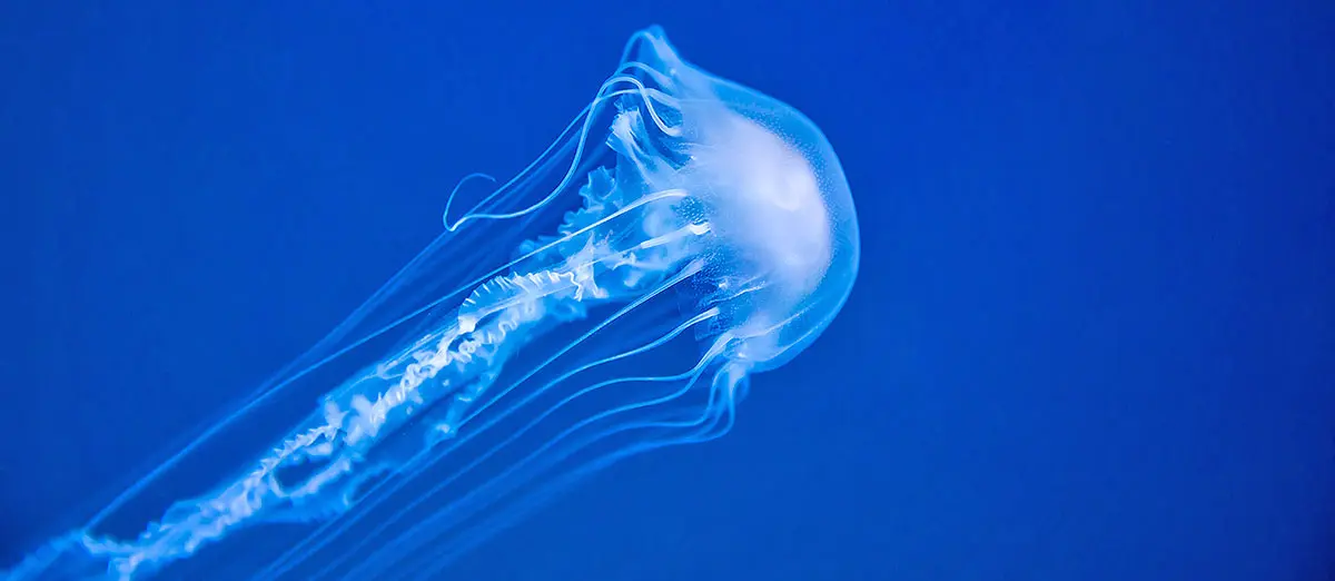 box jellyfish