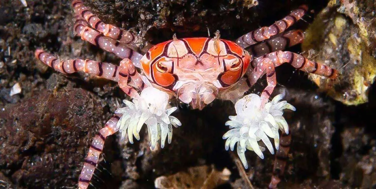 boxer crab