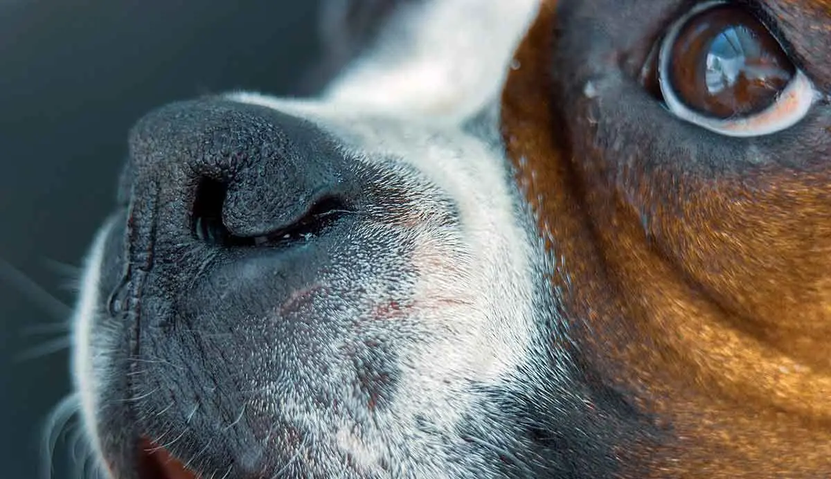 boxer up close