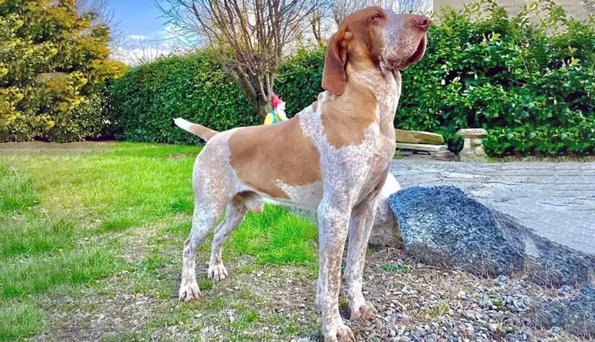 bracco italiano outside ideal stance