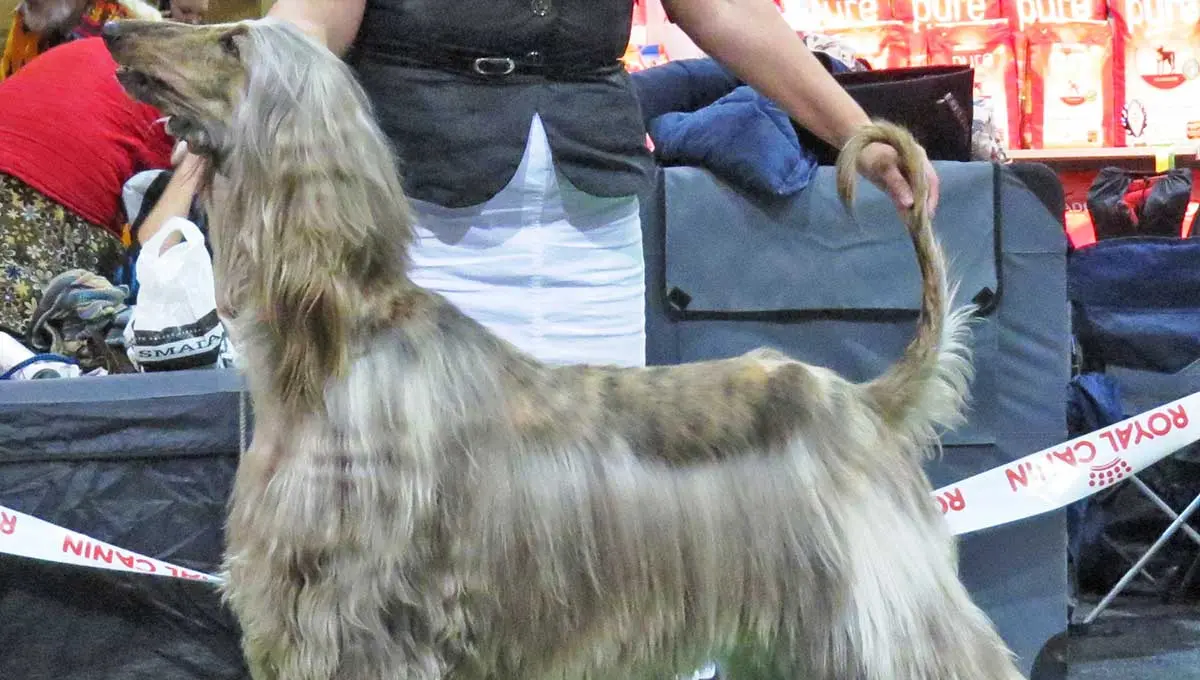 brindle afghan hound