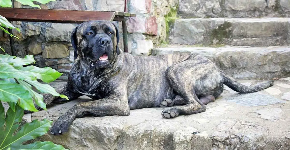 brindle cane corso dog italian mastiff