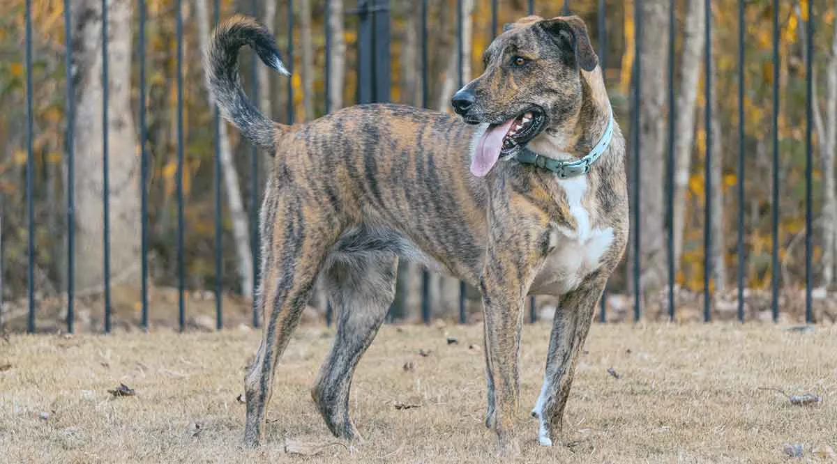 brindle colored dog looking off camera