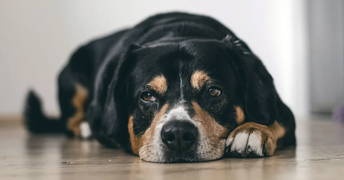 brown and black elderly dog laying down