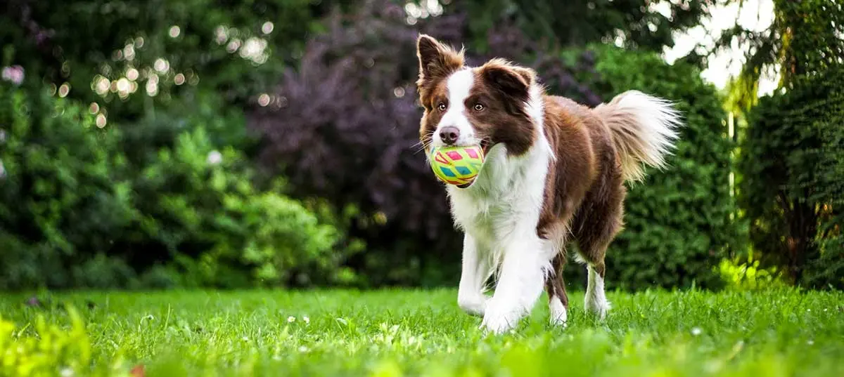 brown and white border collie playing with ball