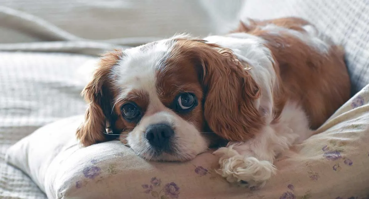 brown and white cavalier king charles spaniel laying down