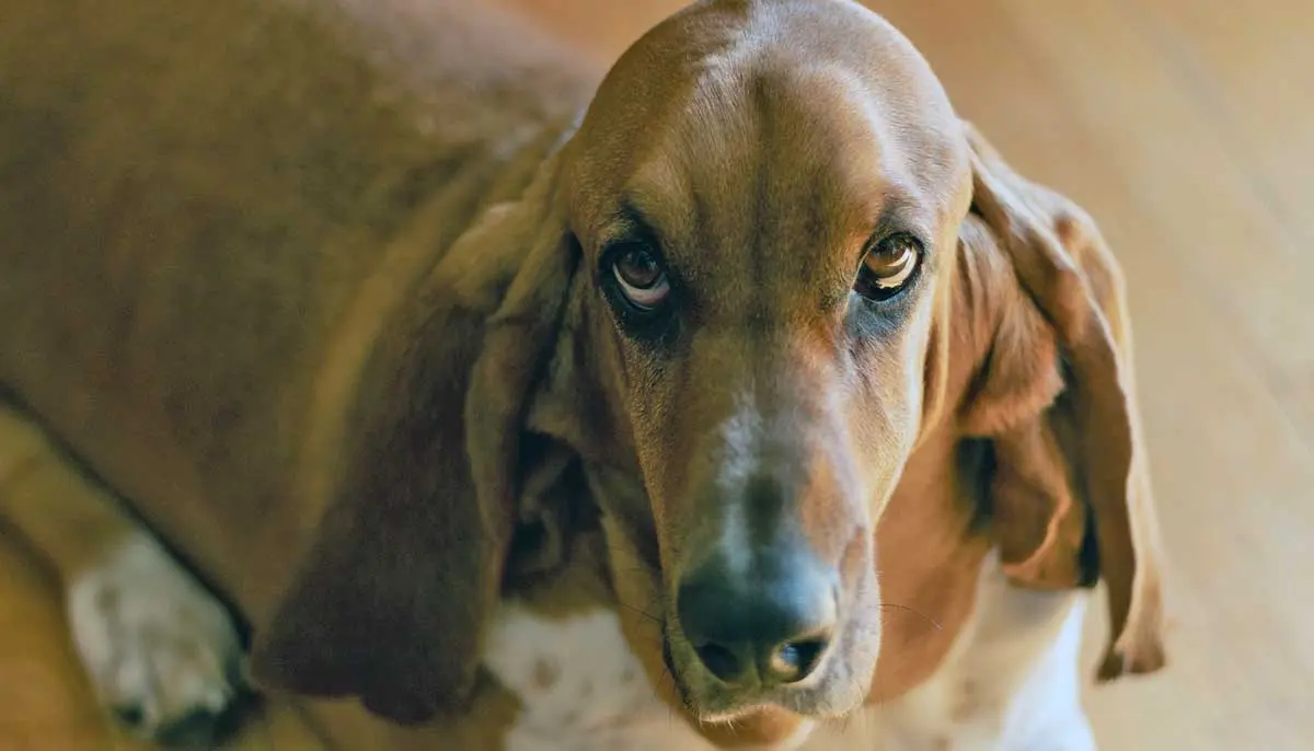 brown basset hound staring up at camera close up